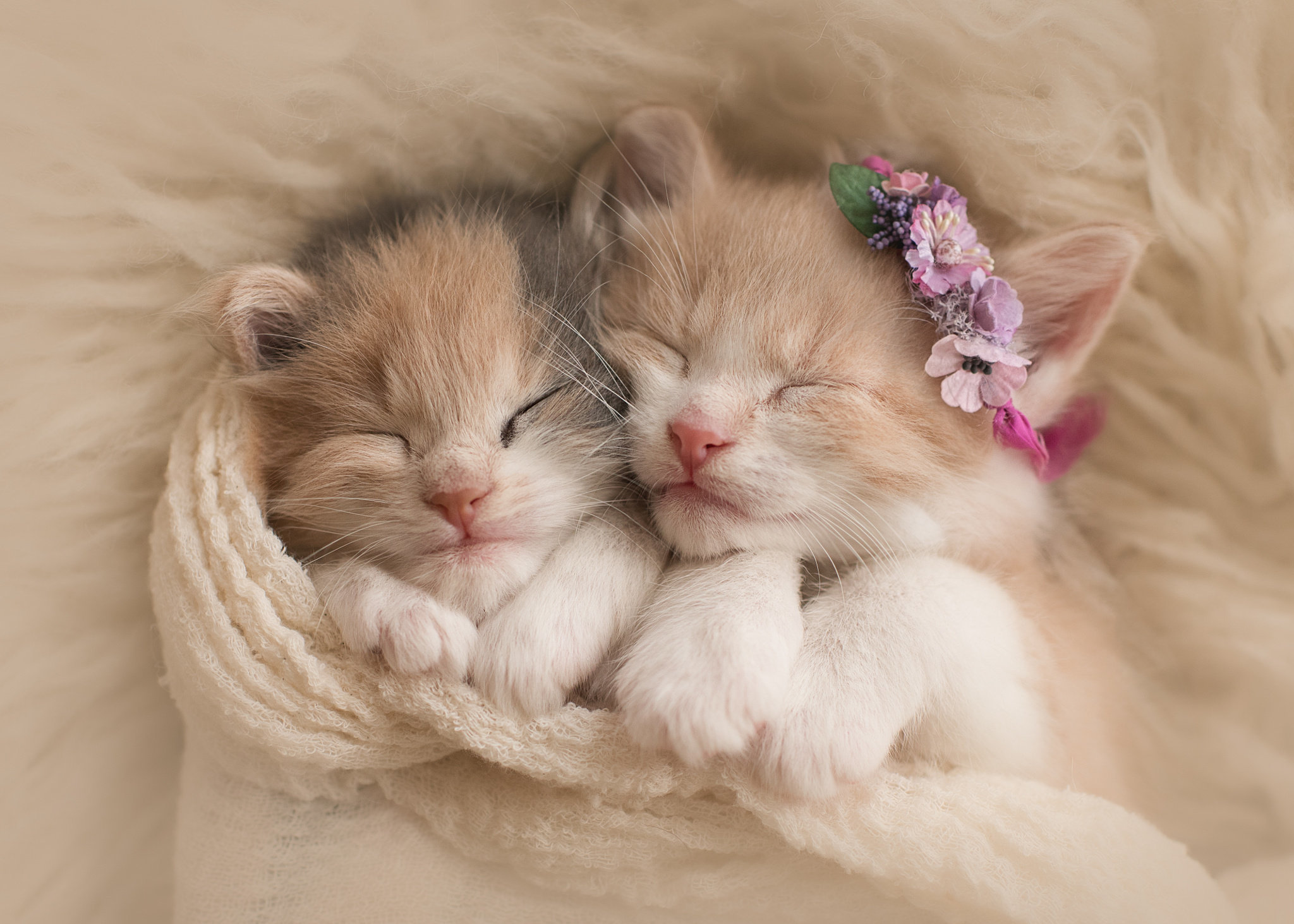 Tiny Sleeping Kittens
