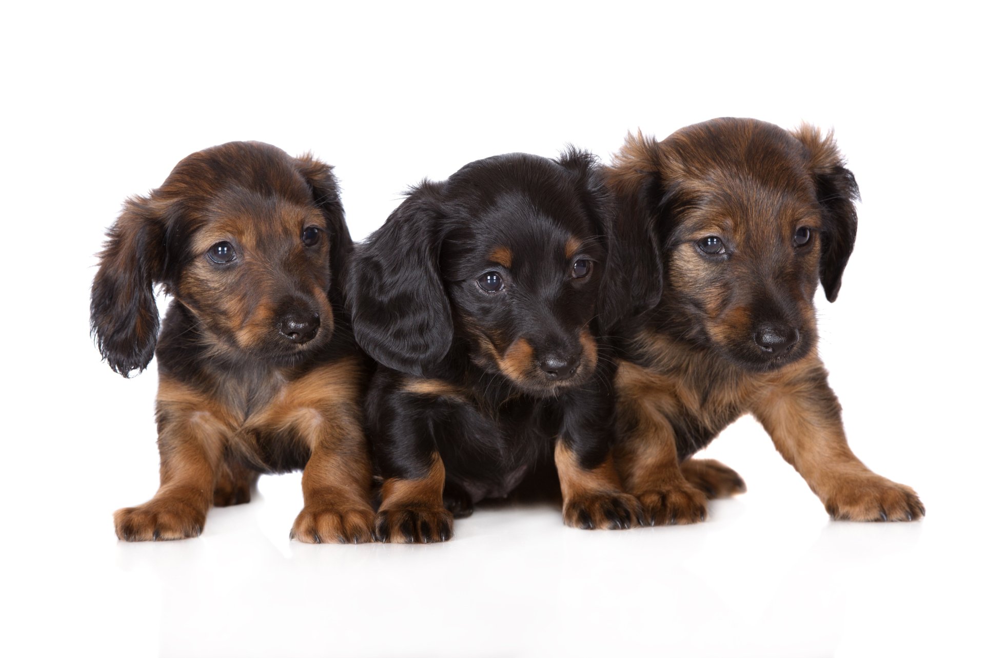 Three adorable dachshund puppies with soft fur sit closely together against a white background, captured in vibrant 4K Ultra HD for a charming PC desktop wallpaper.