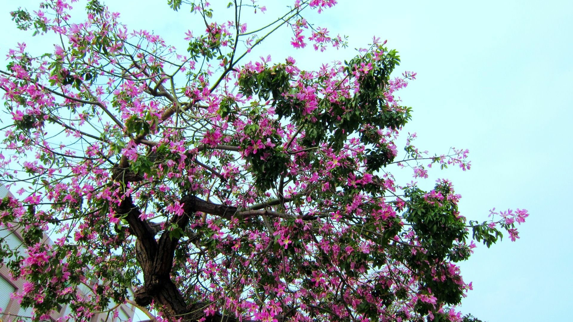 Flowering Tree HD Wallpaper Background Image 1920x1080