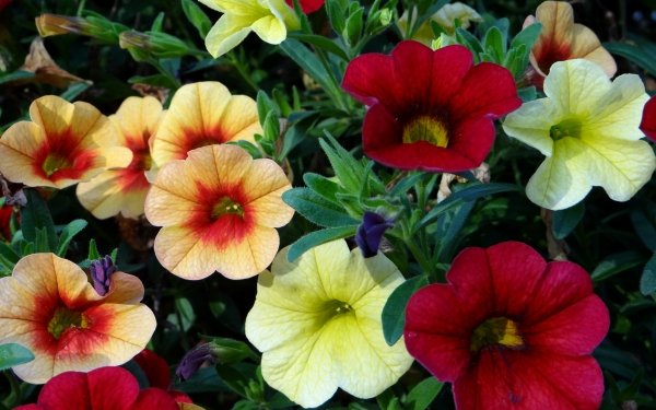 Earth Flower Flowers Colors Colorful Red White Yellow HD Wallpaper | Background Image