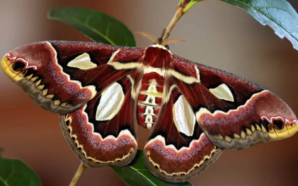 Animal moth HD Desktop Wallpaper | Background Image