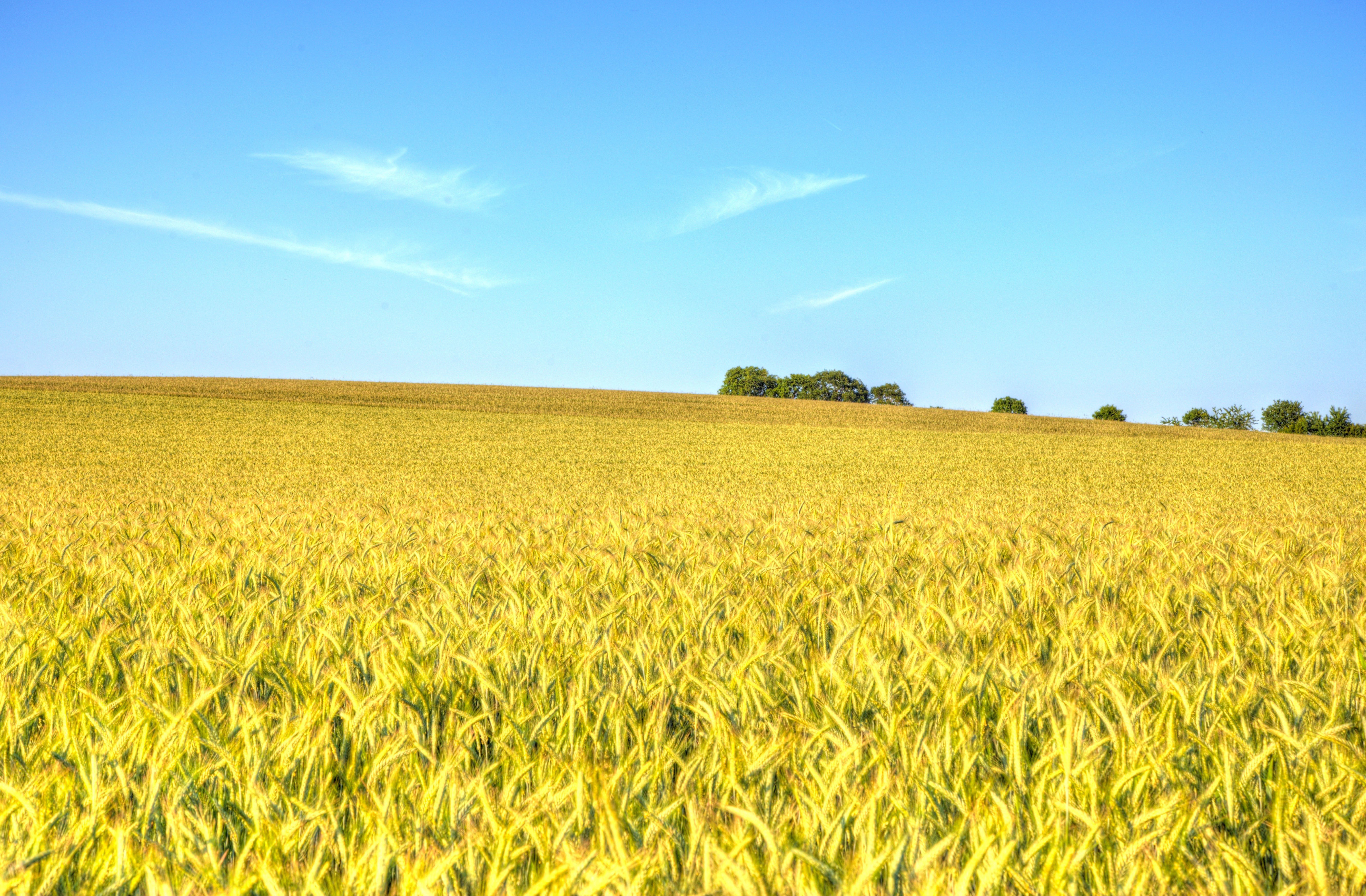 Download Nature Field Summer Wheat 4k Ultra Hd Wallpaper 6520