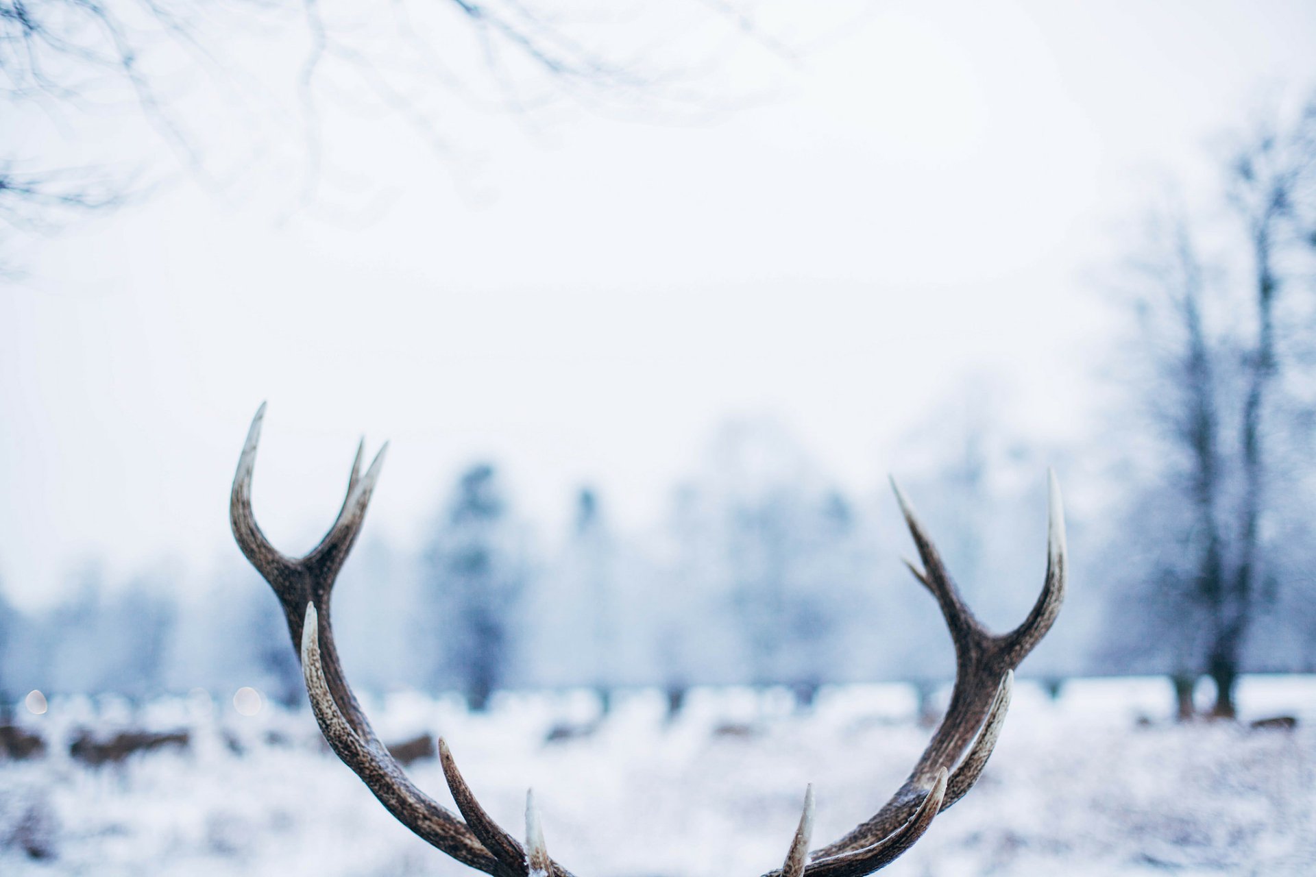 Download White Winter Snow Reindeer Photography Antler HD Wallpaper