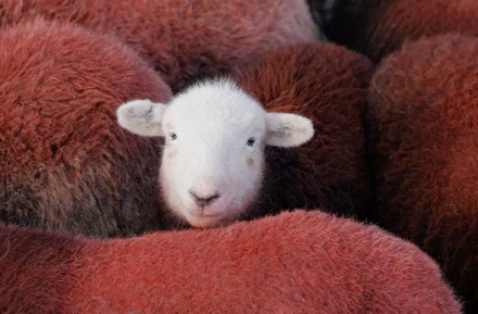 Animal sheep HD Desktop Wallpaper | Background Image