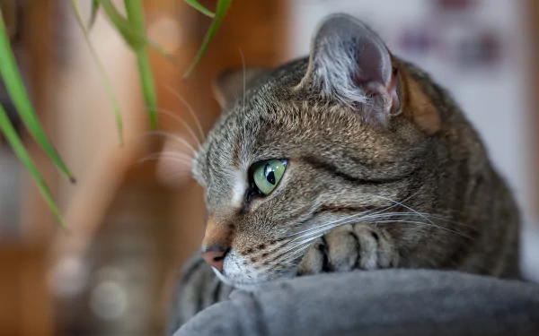Close-up of a tabby cat with green eyes against a softly blurred background — 4K Ultra HD PC desktop wallpaper/background.