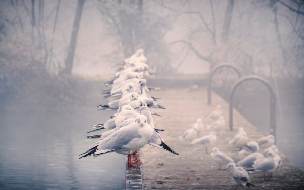 Animal Seagull Birds Seabirds Bird Fog HD Wallpaper | Background Image