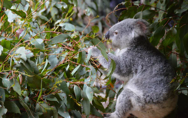 HD desktop wallpaper featuring a koala nestled among lush green leaves, showcasing this adorable marsupial in its natural habitat.