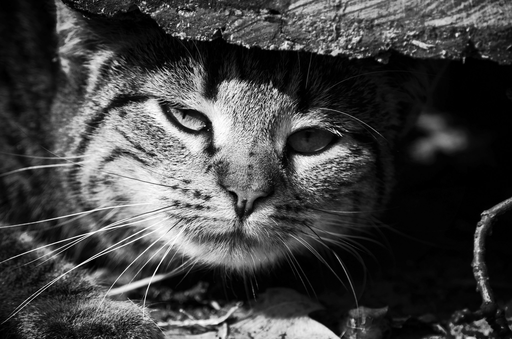 Download Stare Black & White Close-up Animal Cat HD Wallpaper