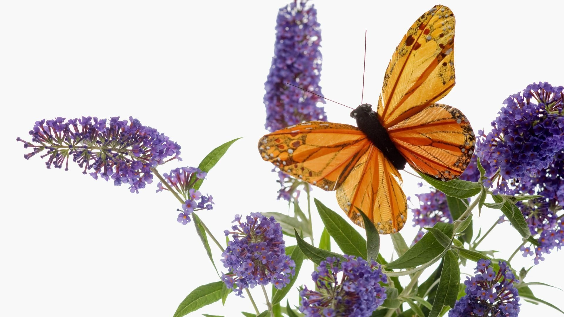 Download Purple Flower Flower Animal Butterfly HD Wallpaper