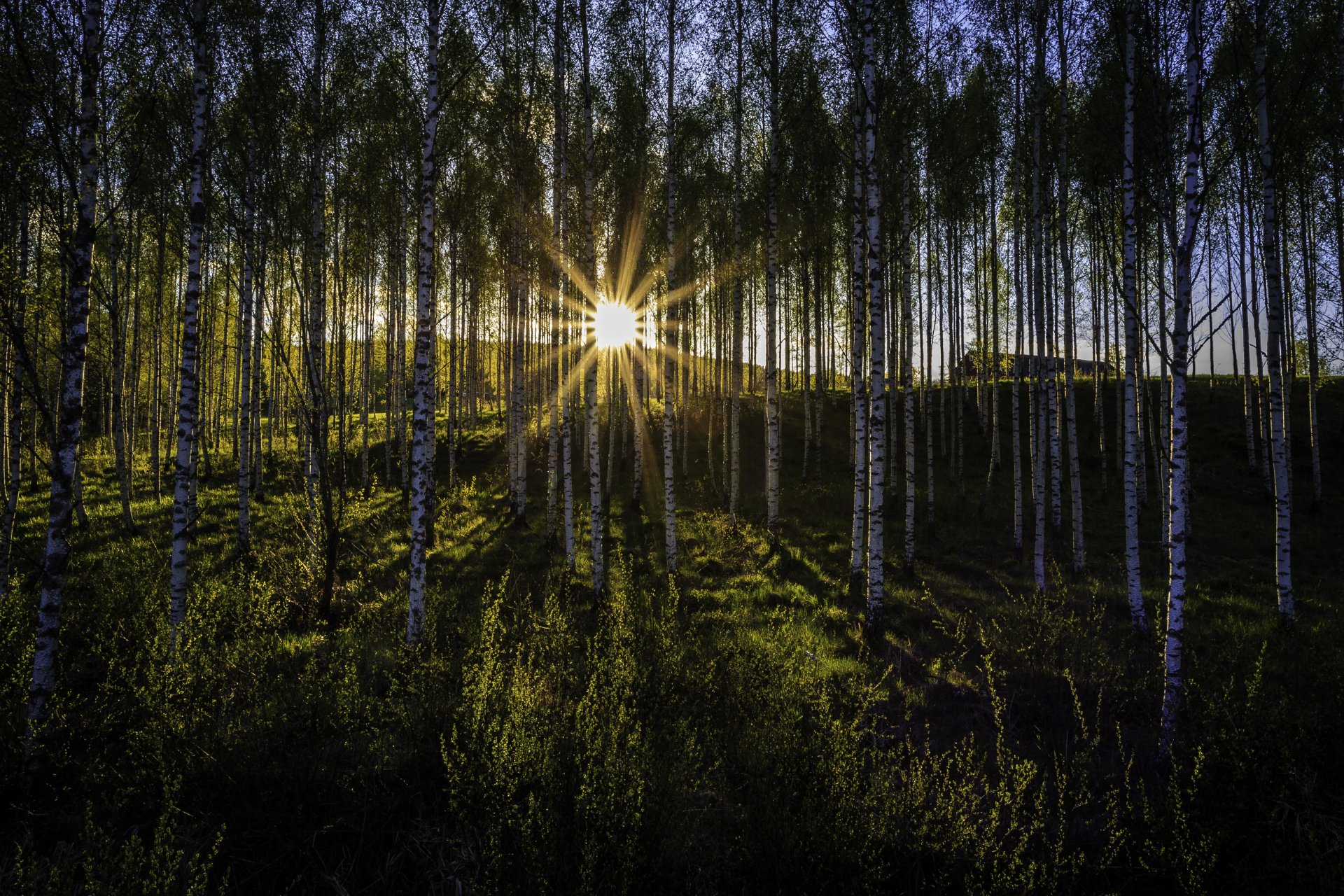 Download Forest Sun Sunbeam Nature Tree Birch 4k Ultra HD Wallpaper ...