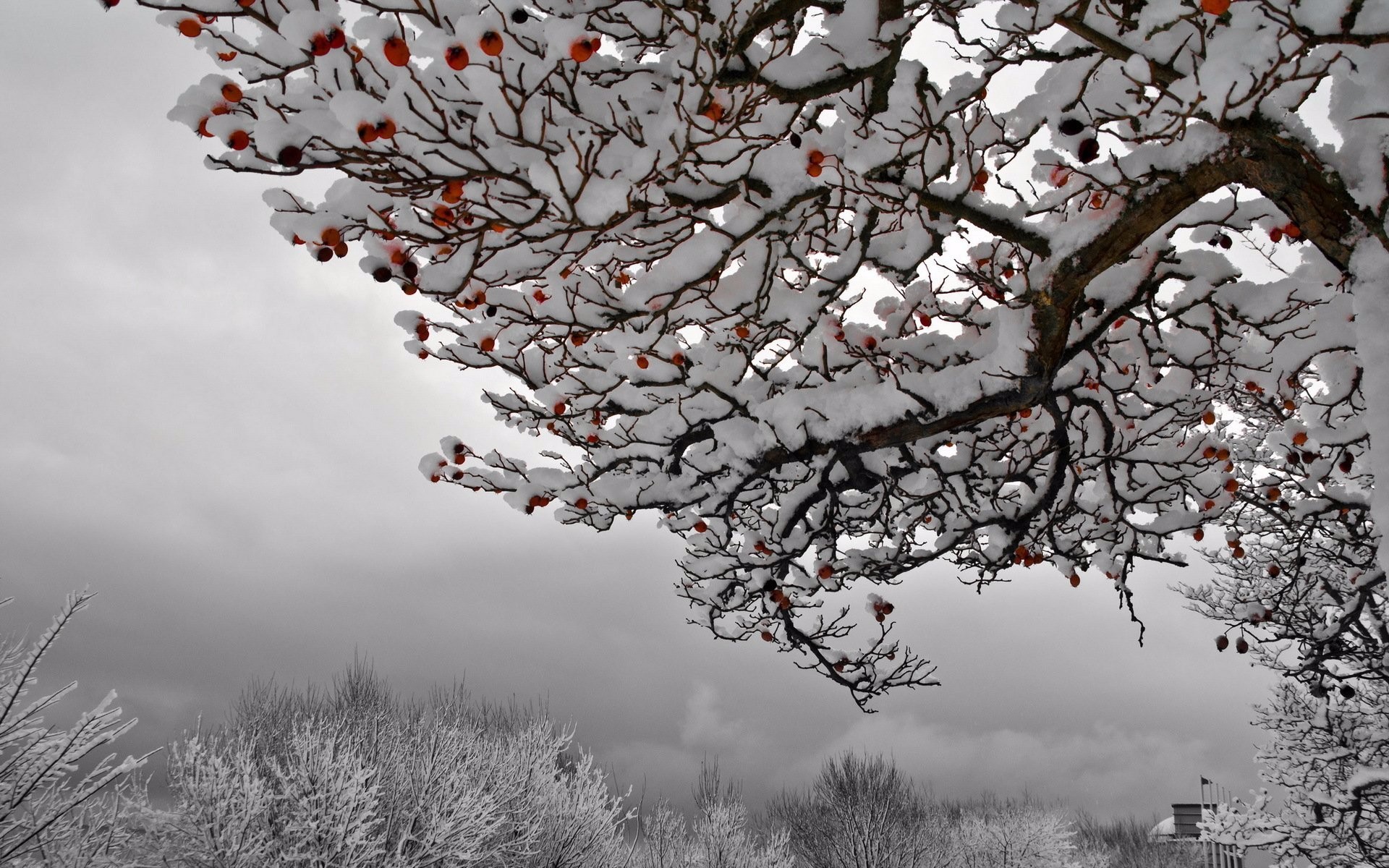 Snowy Winter Branches HD Wallpaper | Background Image | 1920x1200