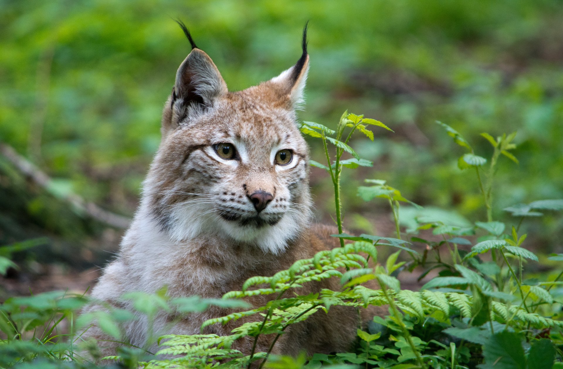 Close-up of a lynx resting amid green foliage with a softly blurred forest background, captured in 4K Ultra HD detail for a striking PC desktop wallpaper.