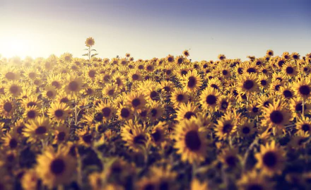 sunny summer flower yellow flower field nature sunflower HD Desktop Wallpaper | Background Image