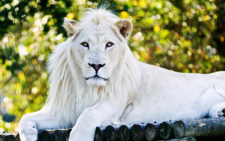 A stunning HD desktop wallpaper featuring a majestic white lion resting on a wooden platform, with a bokeh effect and lush foliage in the background.