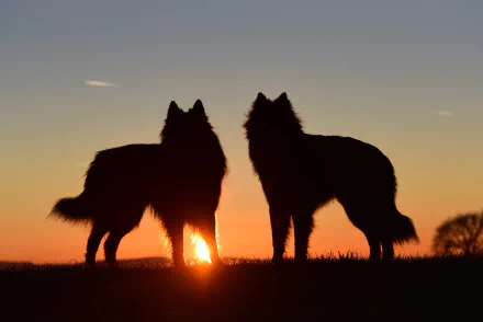 Silhouettes of two Groenendael Belgian Shepherds stand against a stunning sunset, creating a serene backdrop. This captivating image serves as a beautiful HD desktop wallpaper.