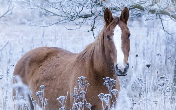 Animal Horse Winter HD Wallpaper | Background Image