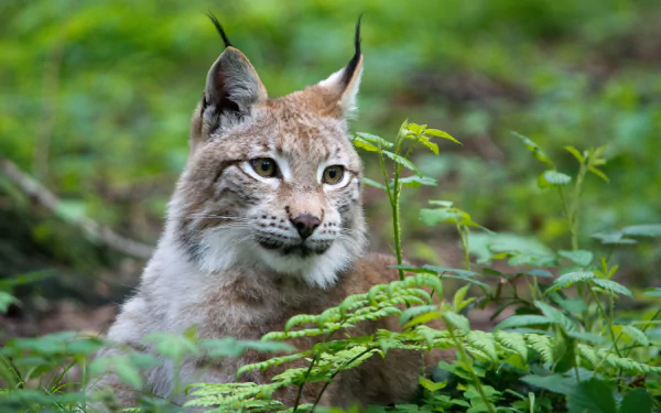 Close-up of a lynx resting amid green foliage with a softly blurred forest background, captured in 4K Ultra HD detail for a striking PC desktop wallpaper.