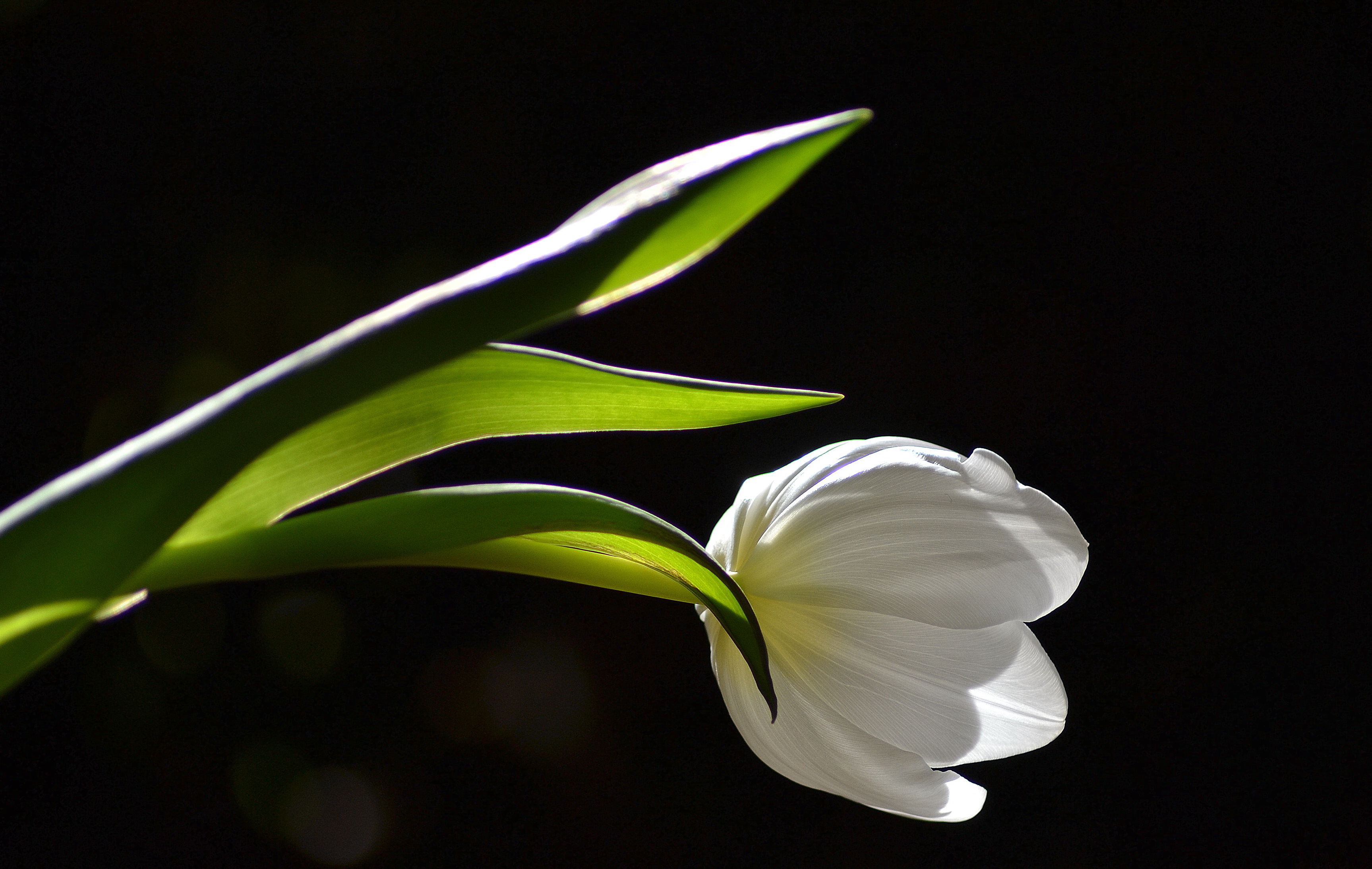 Download Nature White Flower Flower Tulip HD Wallpaper