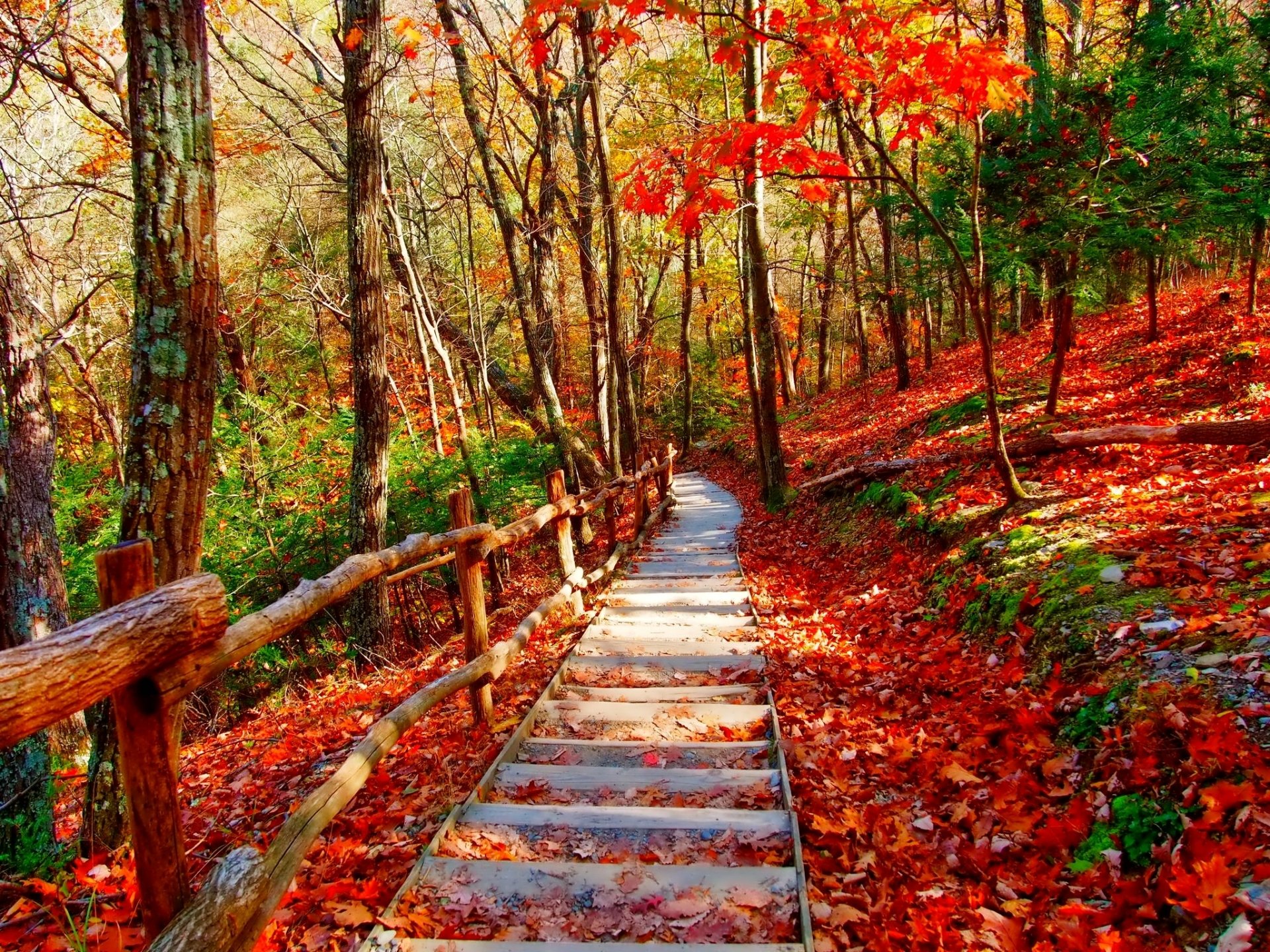 Autumn Forest Path HD Wallpaper | Background Image | 2048x1536