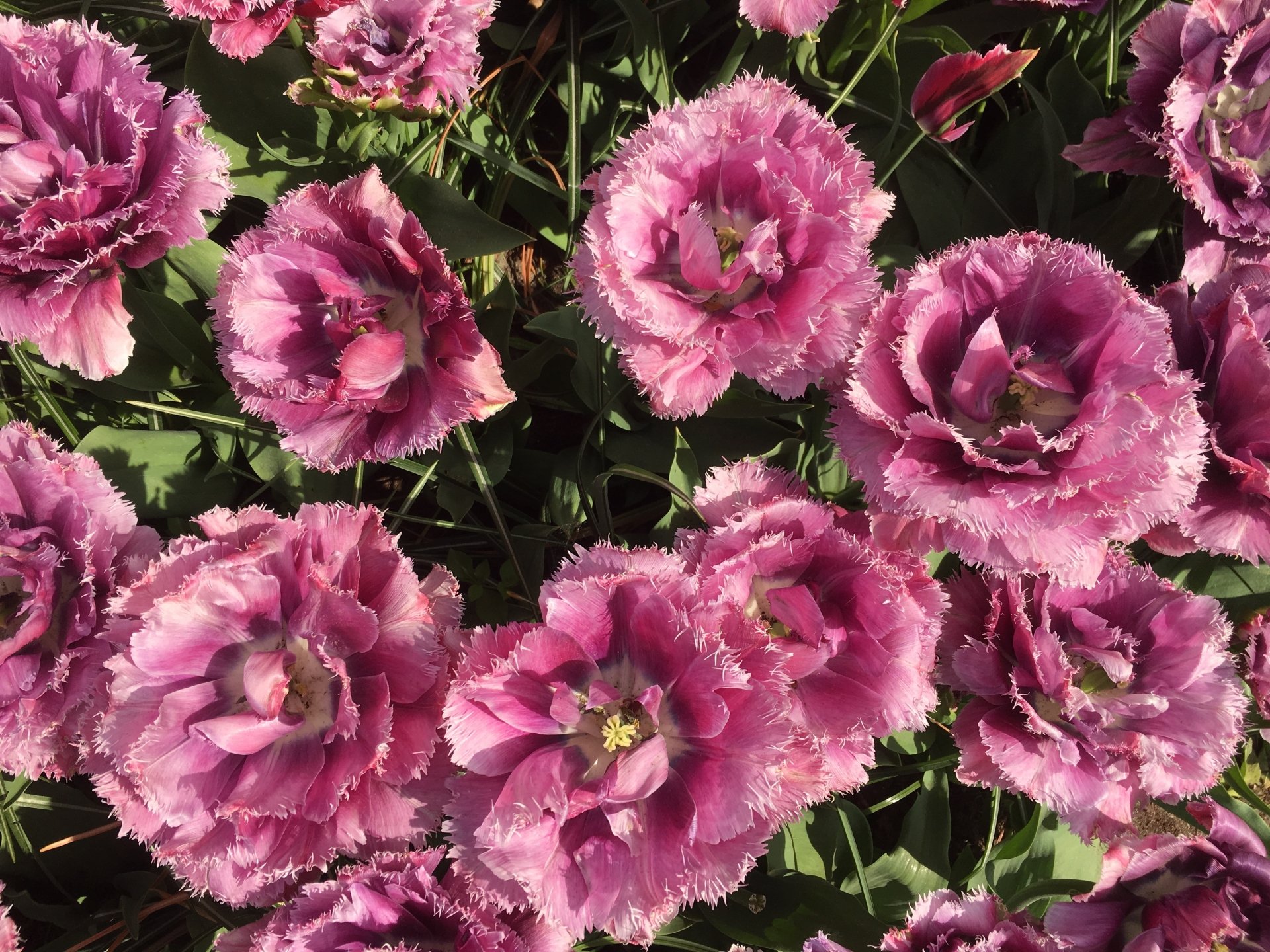 Close-up of clustered pink ruffled flowers and green foliage — 4K Ultra HD PC desktop wallpaper and background showcasing nature's floral detail.