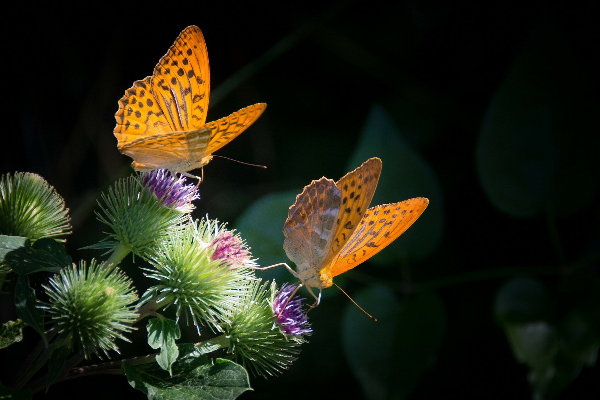 Two vibrant orange butterflies rest on blooming flowers against a dark background in this HD PC desktop wallpaper.