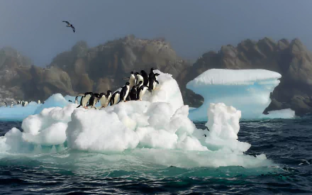  Adelie Penguins on Iceberg