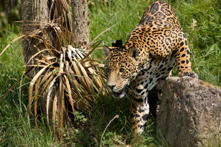 HD desktop wallpaper featuring a jaguar stepping cautiously near a rock in a lush green natural habitat.