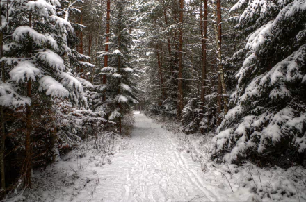  Path in Winter Forest by Bernhard Siegl