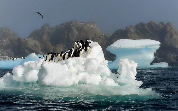 A group of Adelie penguins stands on an iceberg floating in the ocean, with rocky cliffs in the misty background and a bird flying above.