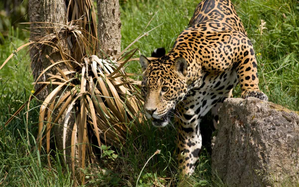 HD desktop wallpaper featuring a jaguar stepping cautiously near a rock in a lush green natural habitat.