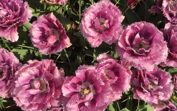 Close-up of clustered pink ruffled flowers and green foliage — 4K Ultra HD PC desktop wallpaper and background showcasing nature's floral detail.