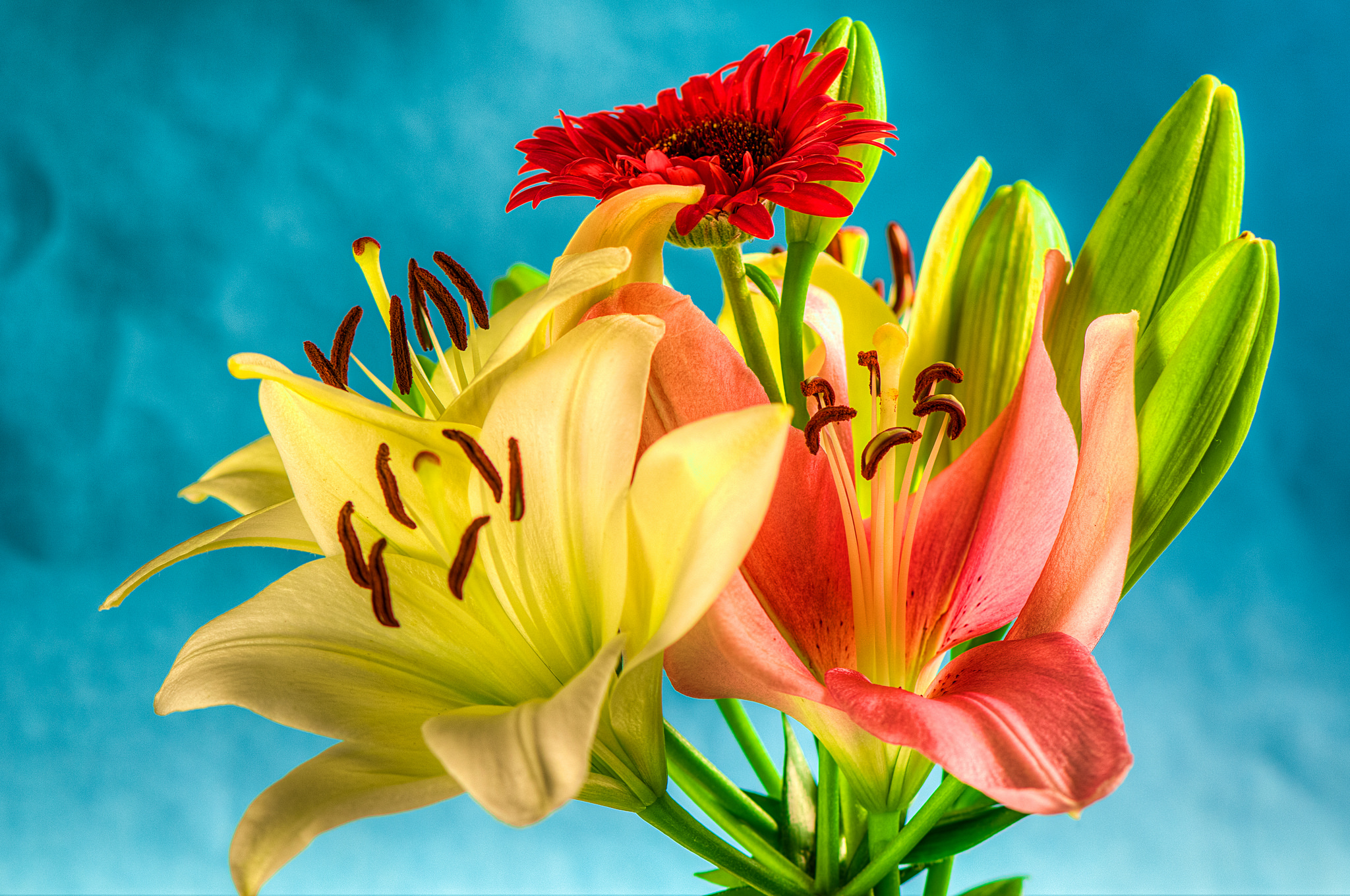 Nature Lily HD Wallpaper | Background Image