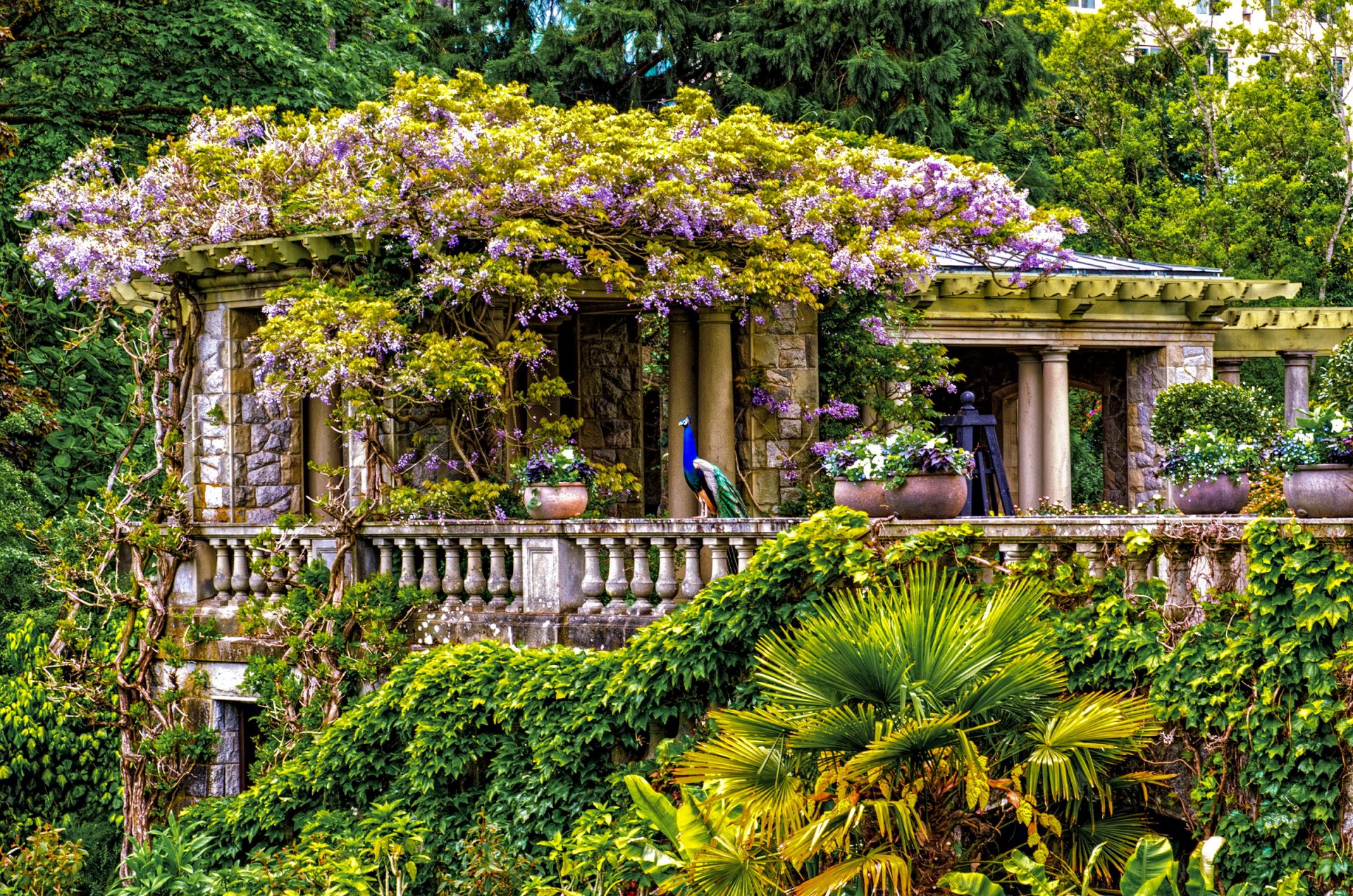 HD desktop wallpaper of Hatley Park in Victoria, British Columbia, Canada. A peacock stands on a stone balcony adorned with flowers and lush greenery, surrounded by trees and a classical building.