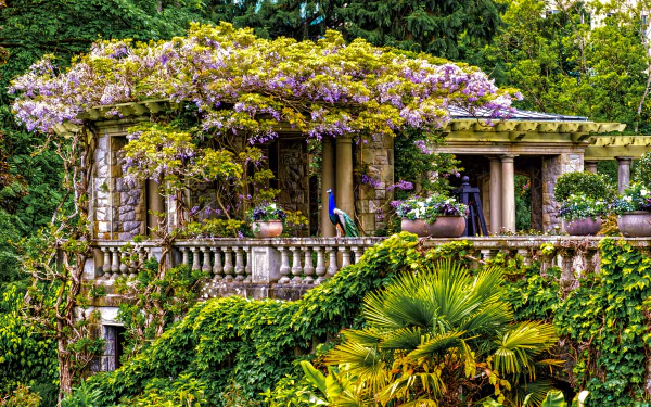 peacock Victoria (Australia) british columbia Canada building flower tree hatley park photography park HD Desktop Wallpaper | Background Image