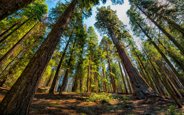 A stunning 4K Ultra HD forest scene featuring towering sequoia trees reaching towards a bright blue sky, showcasing the beauty of nature.