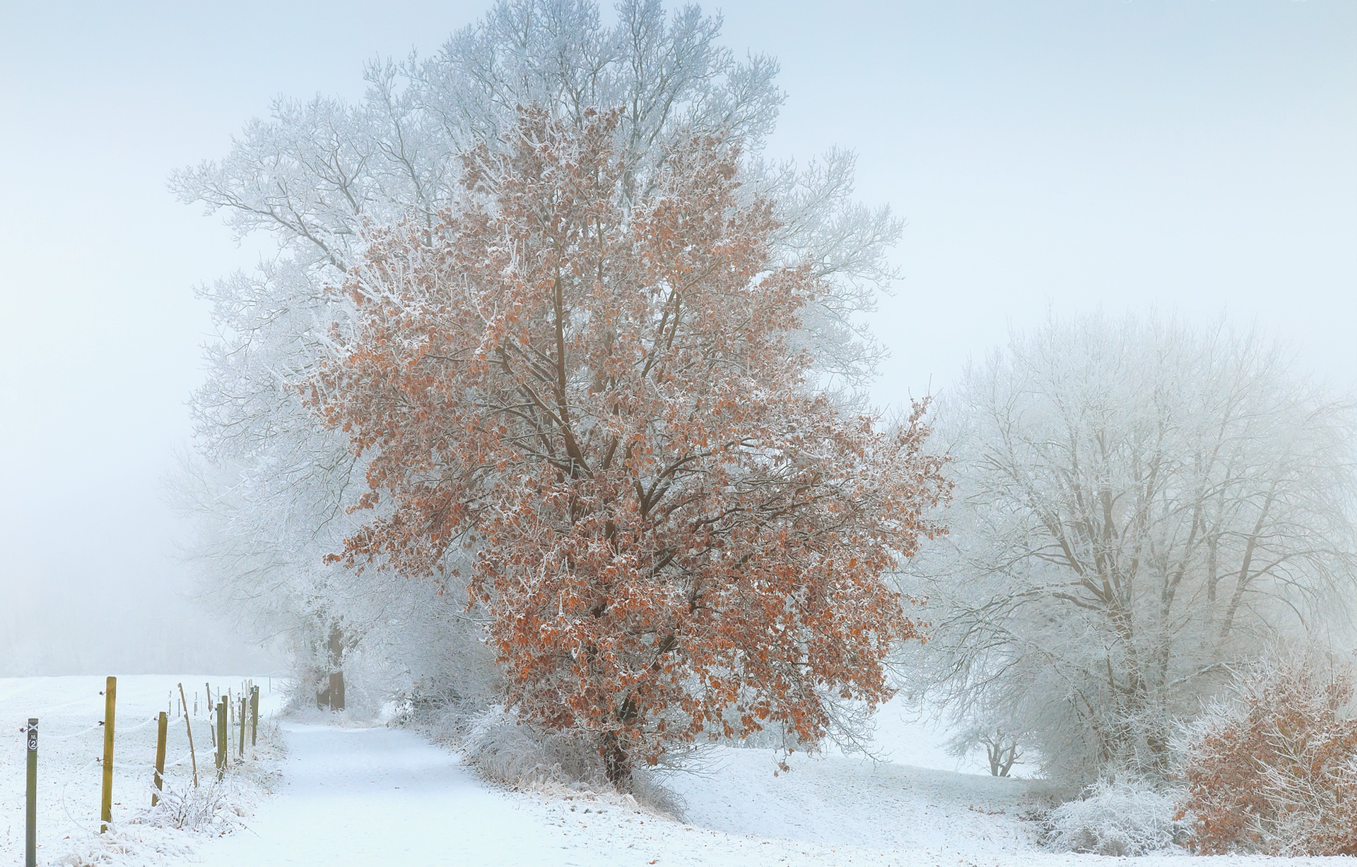 Download Fog Path Tree Snow Nature Winter HD Wallpaper