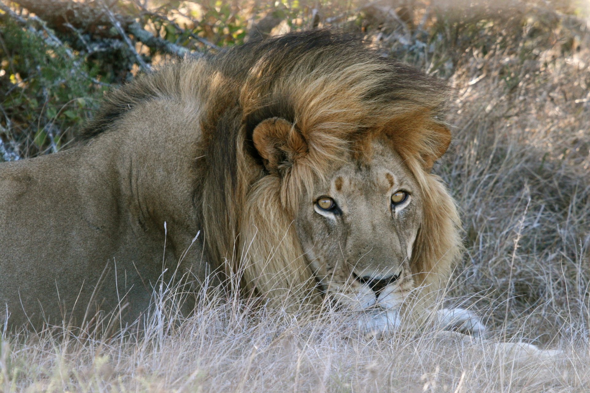 Resting Lion by Matt MacGillivray