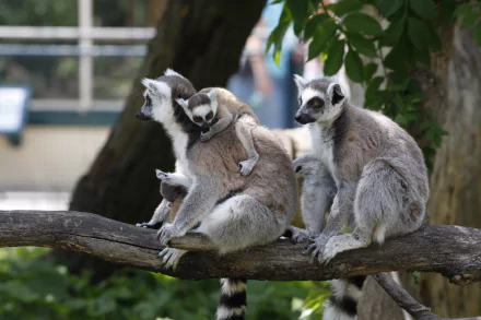 4K Ultra HD PC desktop wallpaper showing a group of ring-tailed lemurs on a branch, with a baby lemur clinging to an adult.