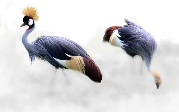  Grey-Crowned Cranes