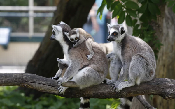 4K Ultra HD PC desktop wallpaper showing a group of ring-tailed lemurs on a branch, with a baby lemur clinging to an adult.