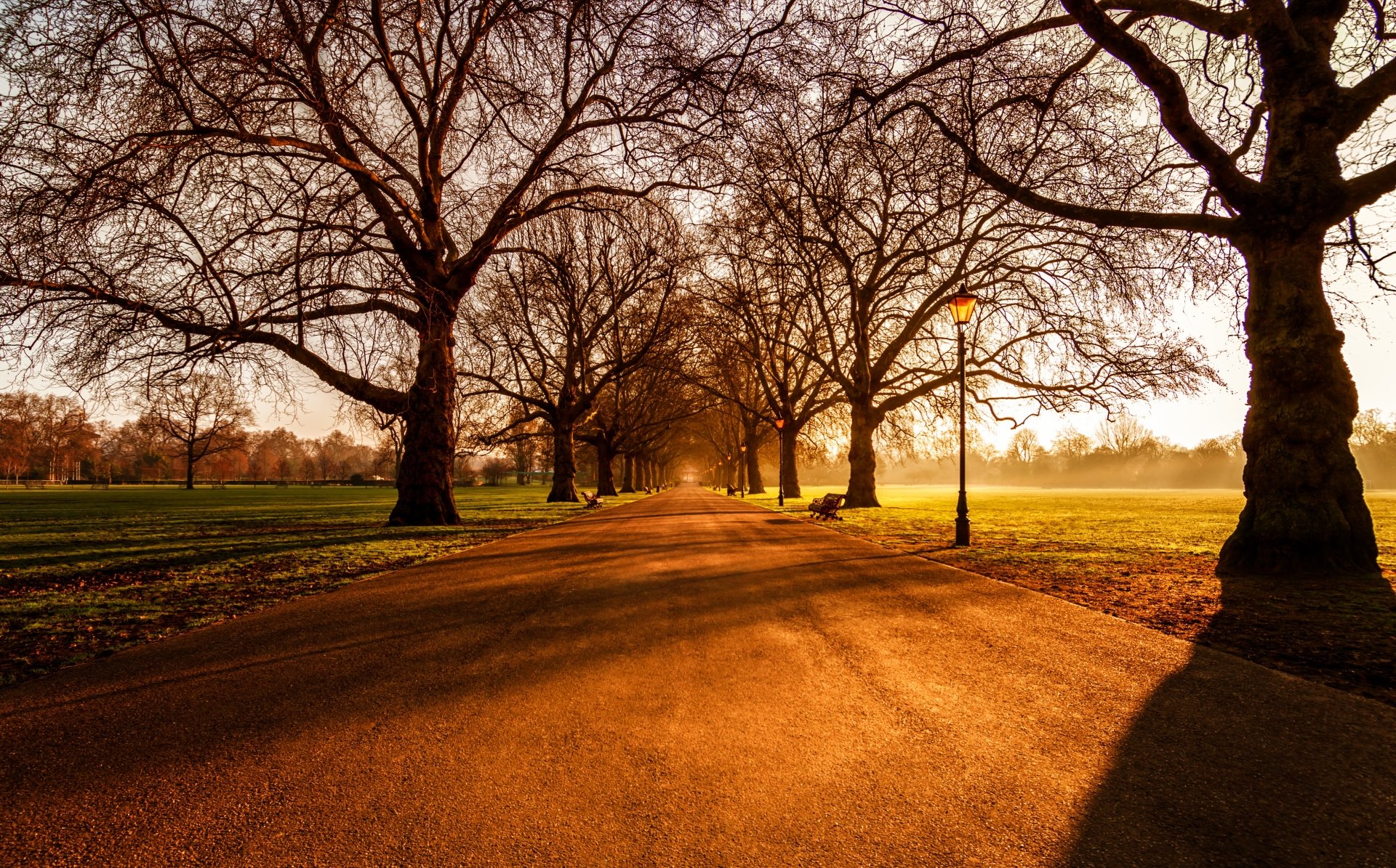 Download Path Tree-lined Tree Sunny Photography Park 4k Ultra HD Wallpaper