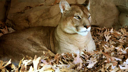 resting Animal cougar HD Desktop Wallpaper | Background Image