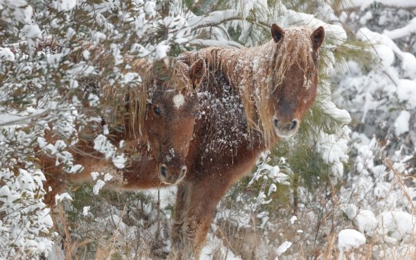 Animal Horse Winter Snow HD Wallpaper | Background Image