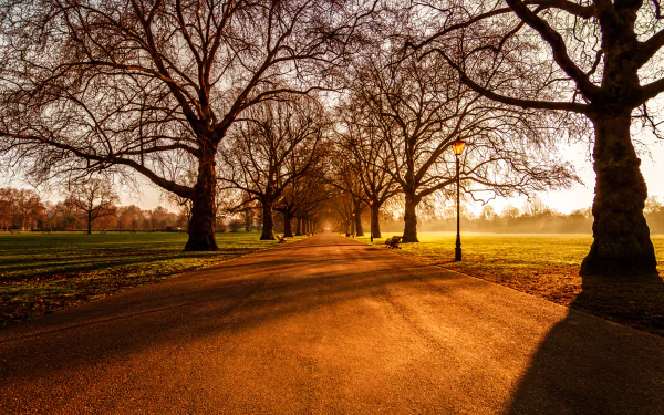 A sunlit, tree-lined park path stretches into the distance, captured in vivid 4K Ultra HD, creating a serene and inviting desktop wallpaper background.