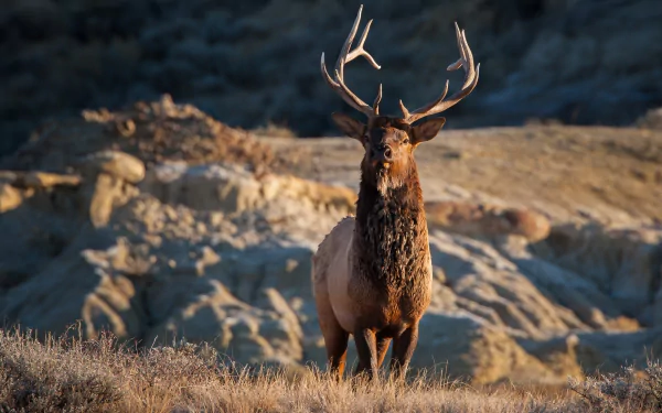 HD desktop wallpaper featuring a majestic elk standing in a natural landscape with blurred background, highlighting the mammal's antlers and powerful stance.