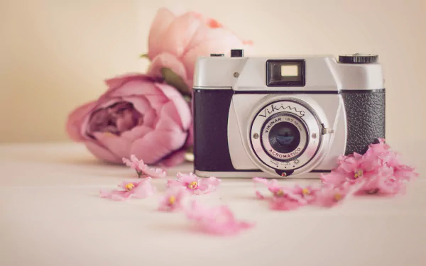 vintage camera pink flower flower camel man made camera HD Desktop Wallpaper | Background Image