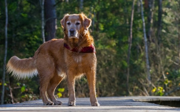 Animal Golden Retriever Dogs Dog Pet HD Wallpaper | Background Image