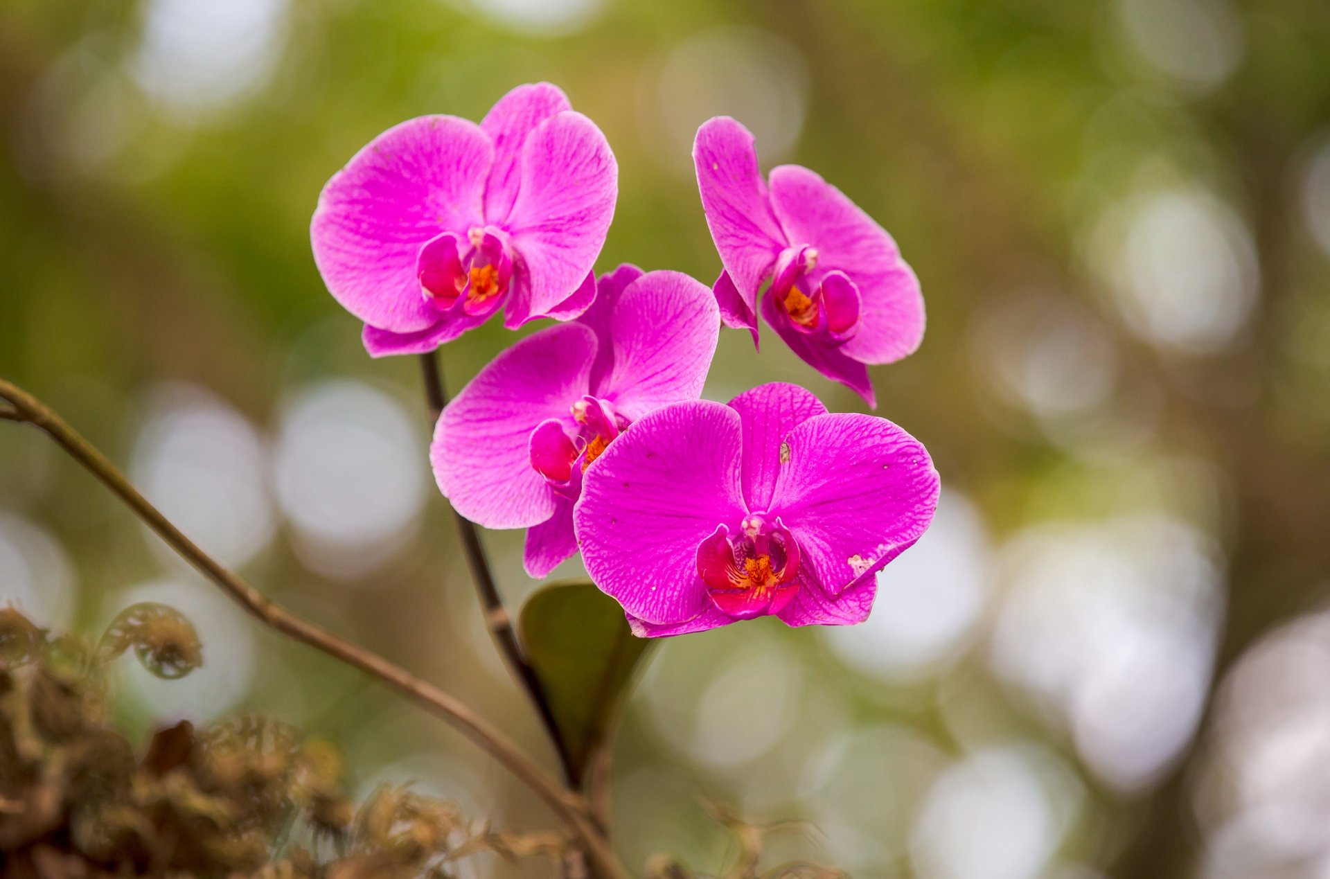 Download Bokeh Nature Pink Flower Flower Orchid HD Wallpaper ...