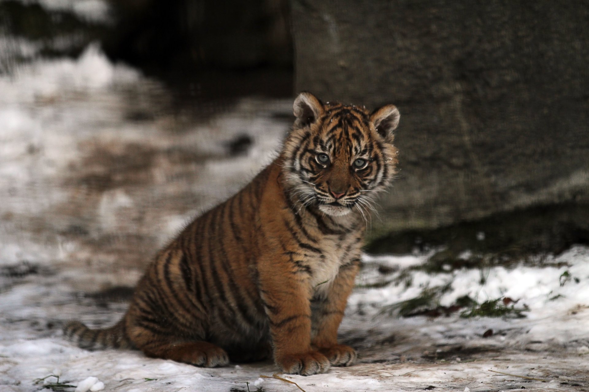 4K Ultra HD desktop wallpaper featuring a young tiger sitting on snowy ground with a rocky background, capturing the animal's vivid stripes and intense gaze.