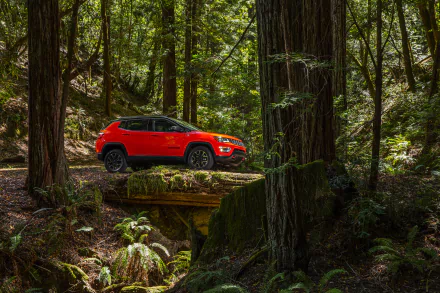 fern SUV forest car Jeep vehicle Jeep Trailhawk HD Desktop Wallpaper | Background Image